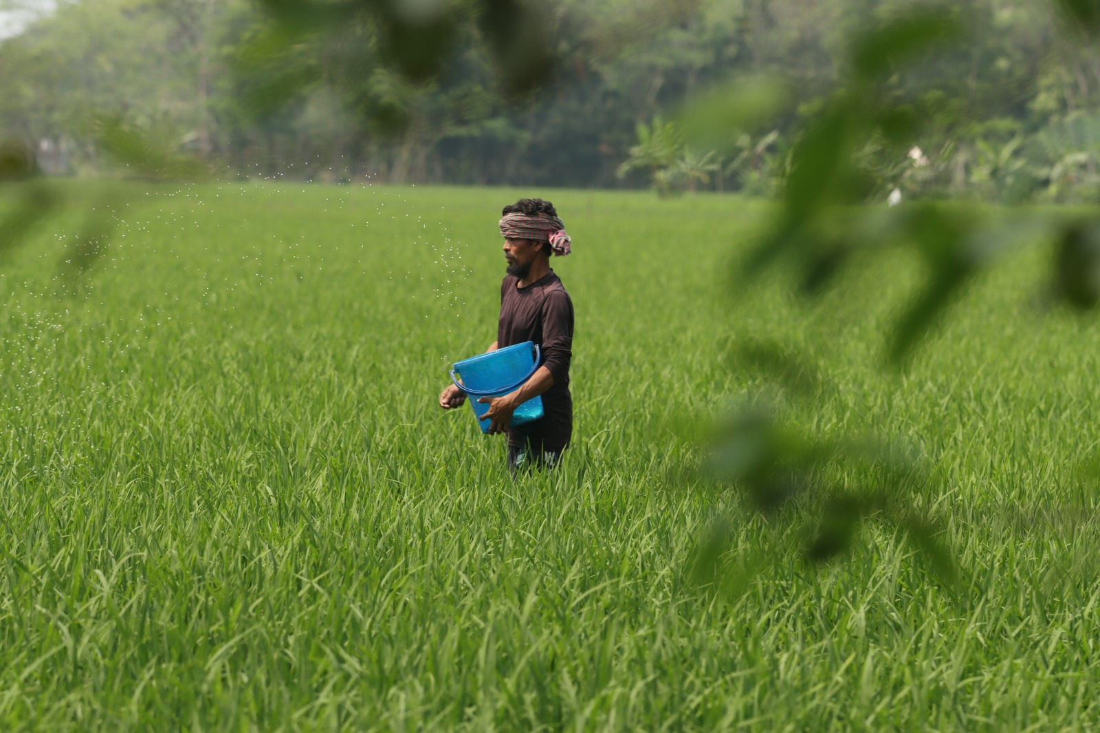 Farmer working in a lush green rice field