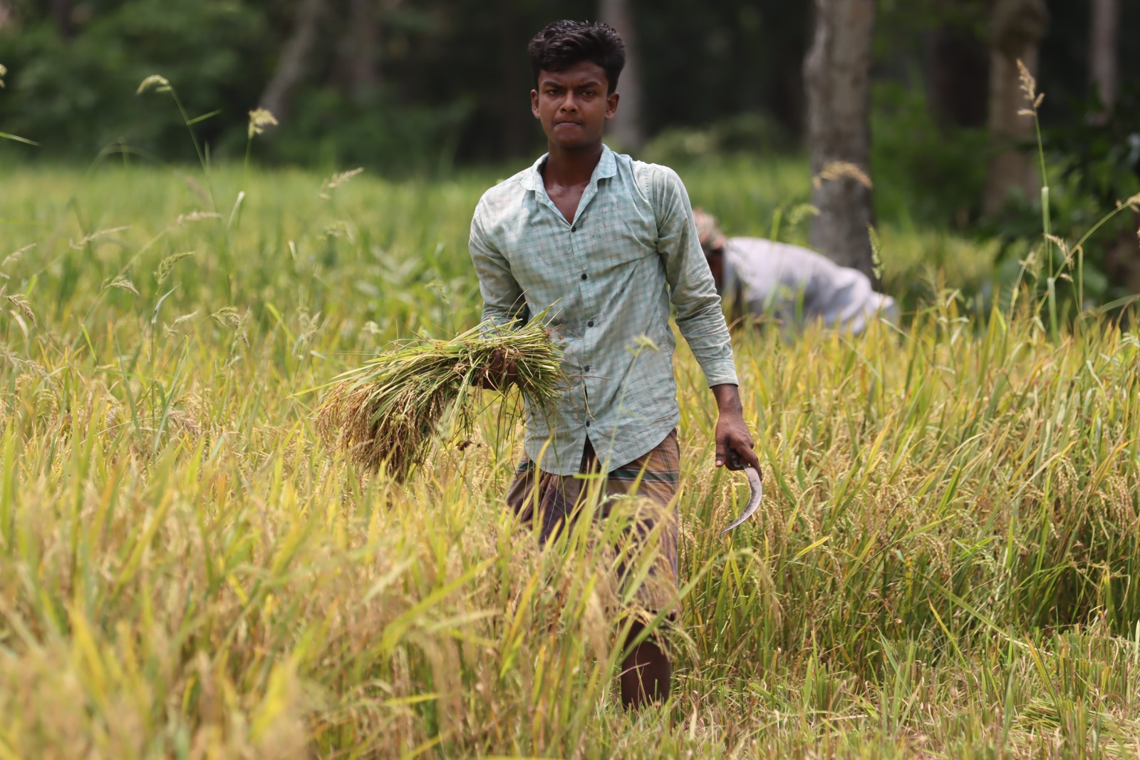 Young rice farmer harvesting paddy in the field
