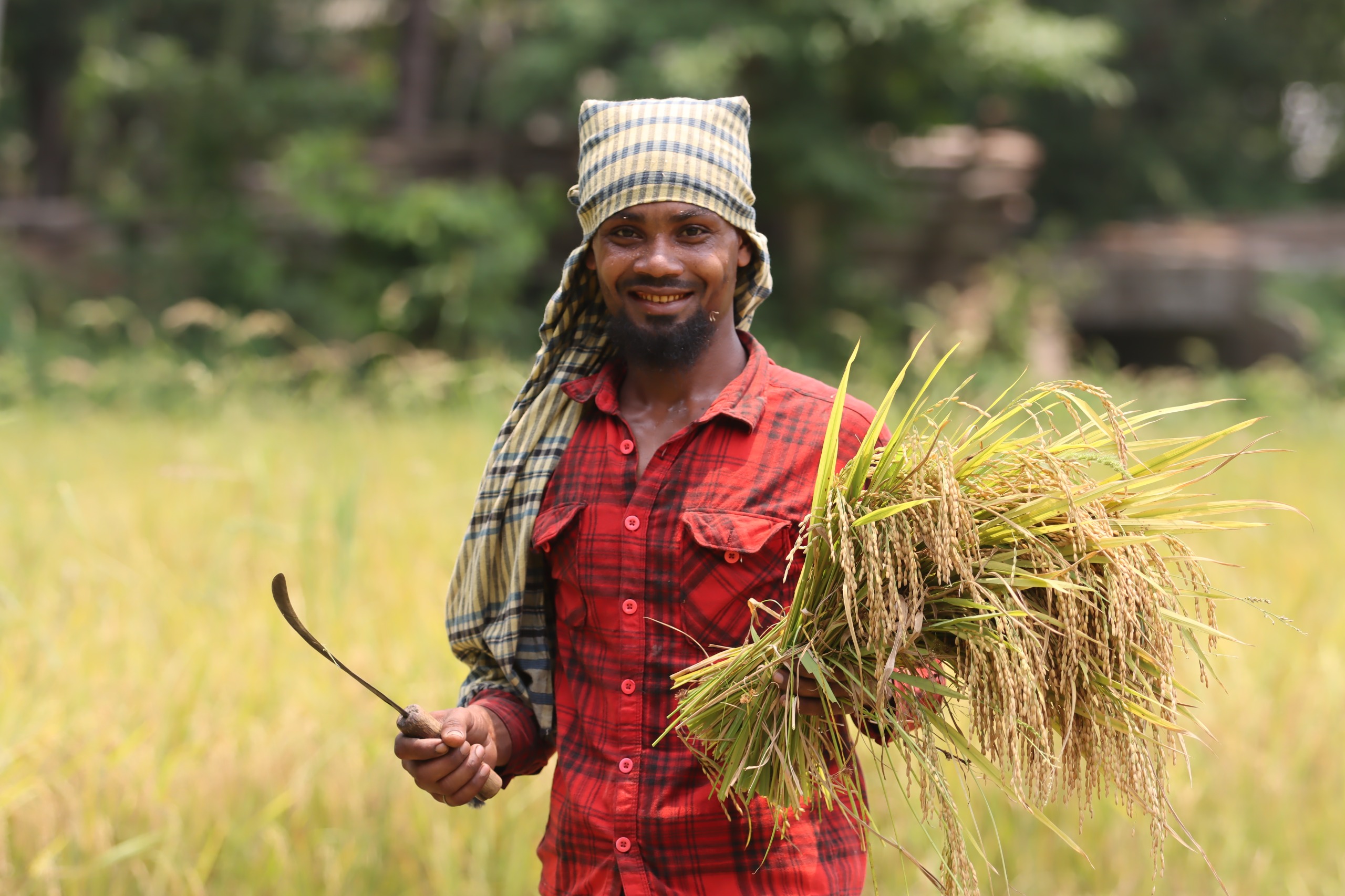Rice farmer with harvested paddy