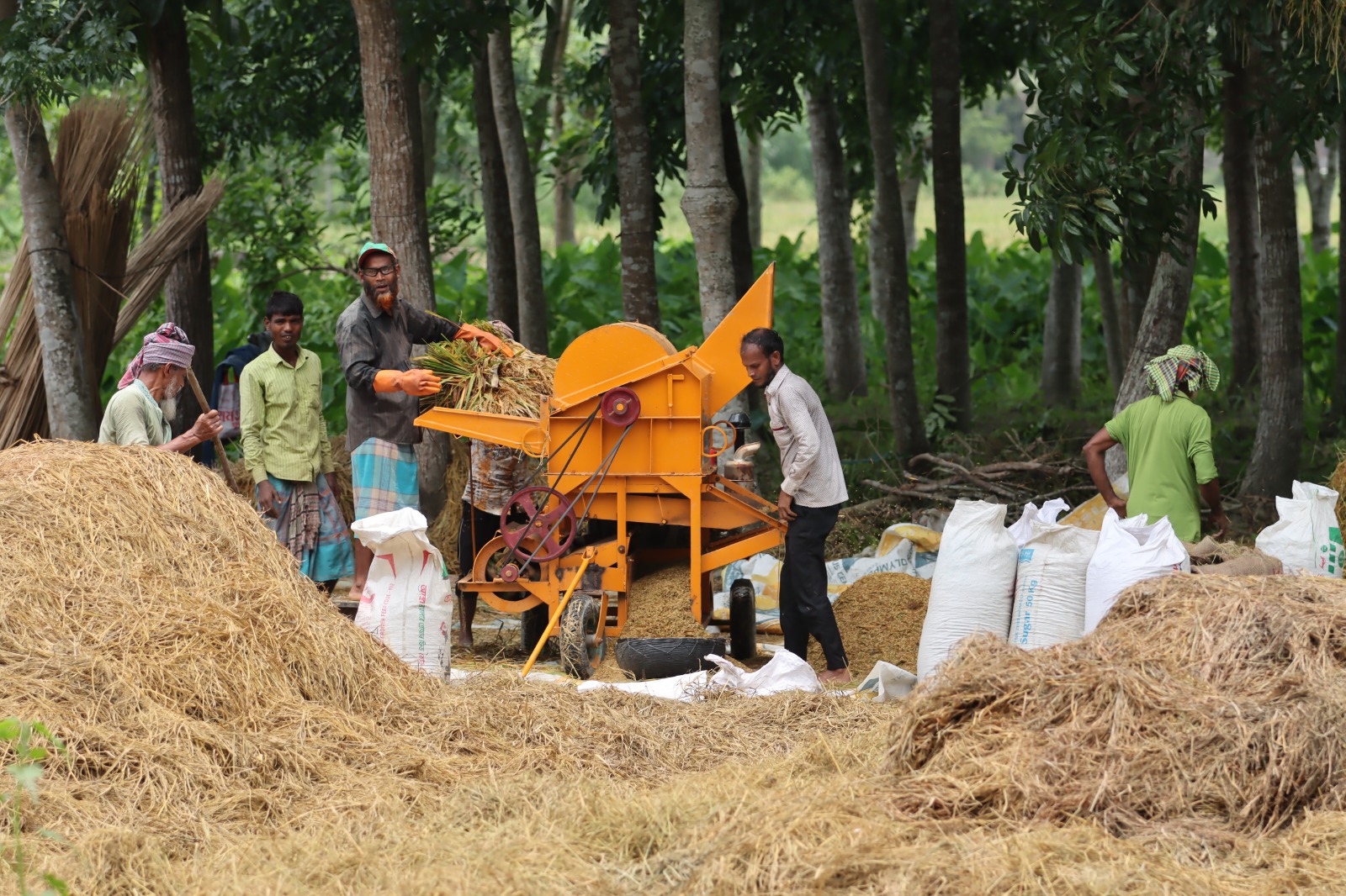 Farmers operating a rice thresher machine after harvest